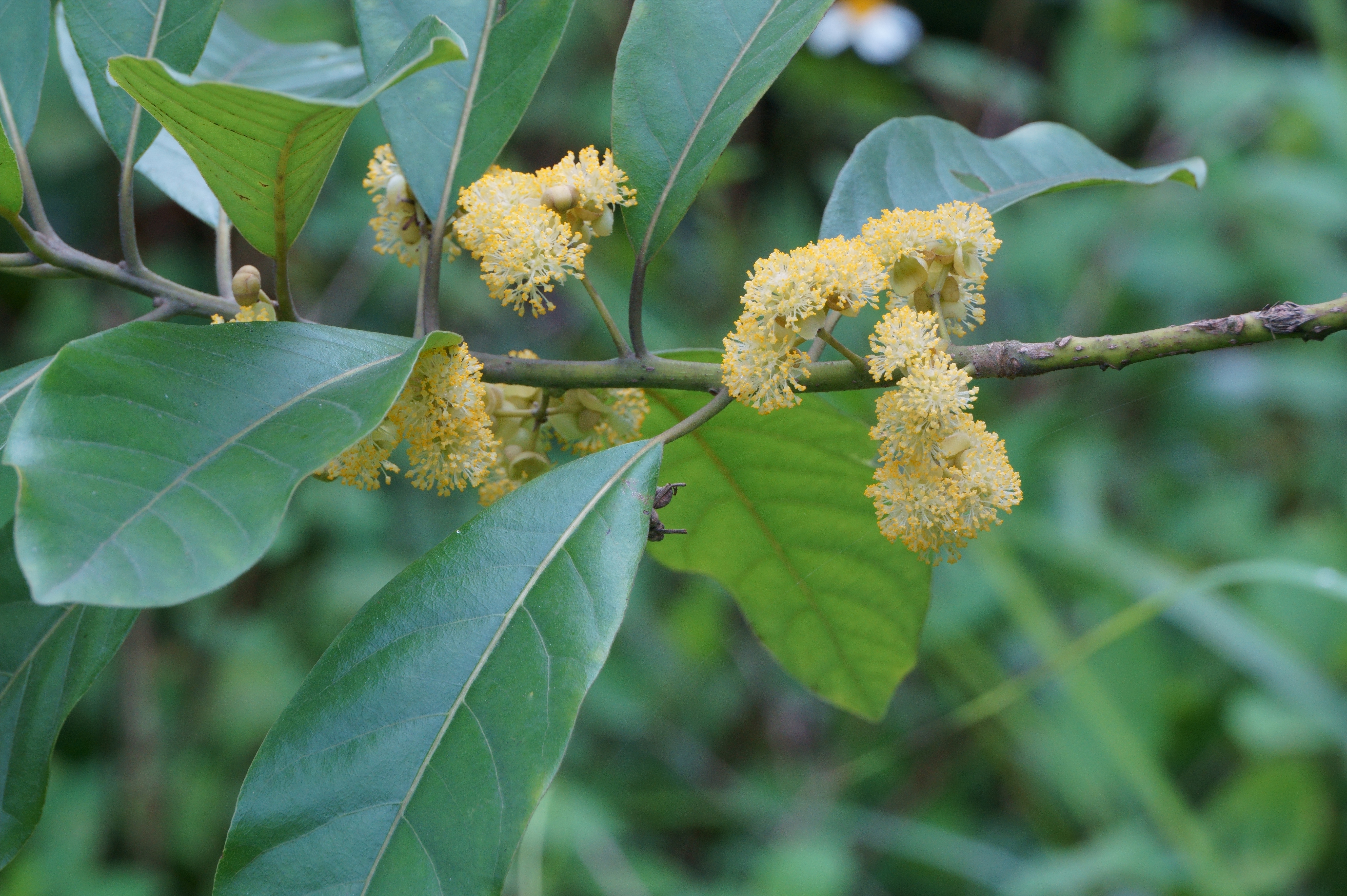 Litsea Glutinosa tree — the source of joss powder